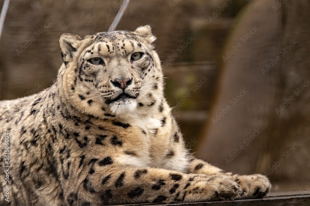 Portrait of a gorgeous snow leopard on the shoulder quietly lying in the cage of the zoo. IRBIS. close-up. Portrait of a gorgeous snow leopard on the shoulder quietly lying in the cage of the zoo. IRBIS. close-up.