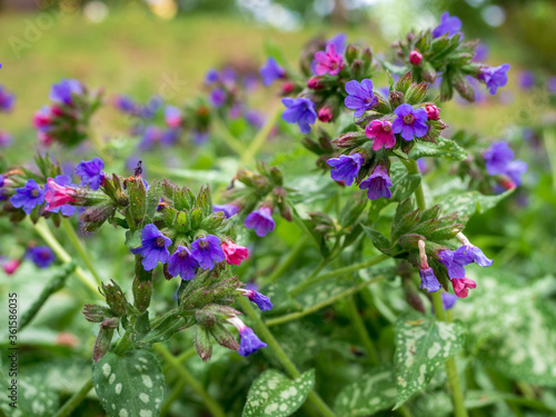 Close-up of blooming common lungwort flowers during spring. Pulmonaria officinalis also known as Mary's tears or Our Lady's milk drops.Blurred background, selective focus.
