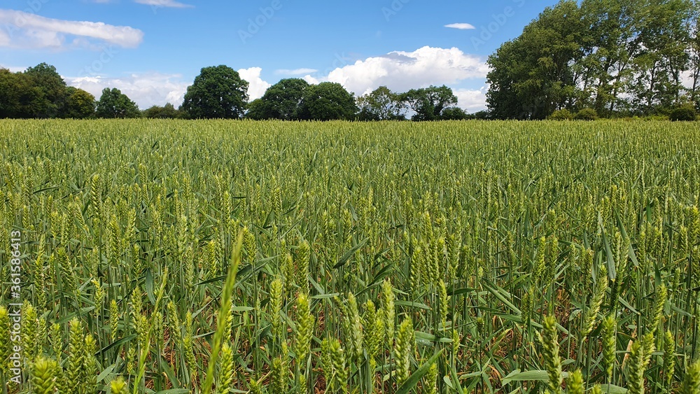 Field of wheat in England