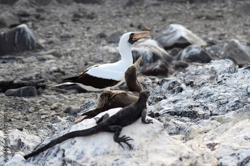 Nazca Booby and Iguana in Galapagos Islands