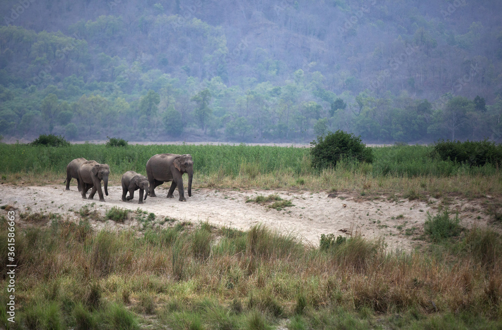 Asiatic elephants at the Ram Ganga river channel, Wildlife National Park, India
