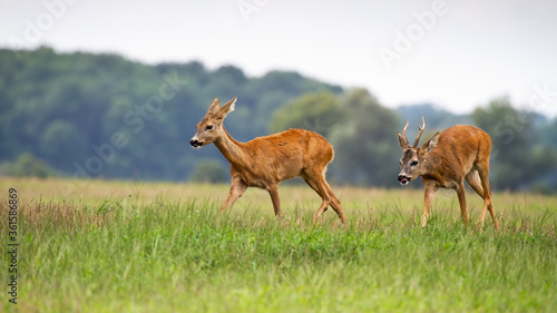 Valokuva Roe deer male, capreolus capreolus, following female in rutting season on the meadow