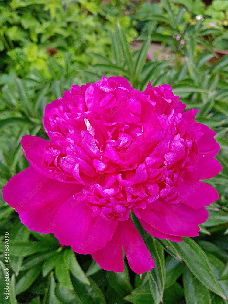 Peony. The homeland of terry flowers is China. In China, peony means spring, so one of the most popular images in Chinese painting is a lush bud and butterfly, as symbols of the revival of life.