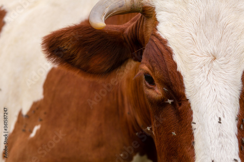 Close-up of a cow attacked by flies. Parasites cause discomfort in livestock.
