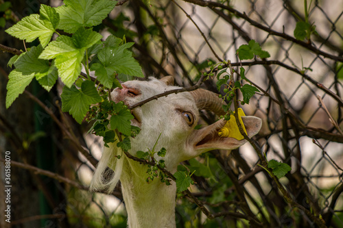 Domestic goat eating branches 