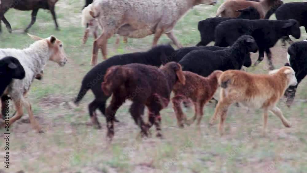 Baby goats playing, jumping around the pasture on sand dunes field. Kitsevka desert hilly sands in Ukraine, Kharkiv region landscape Baby goats playing, jumping around the pasture on sand dunes field. Kitsevka desert hilly sands in Ukraine, Kharkiv region landscape