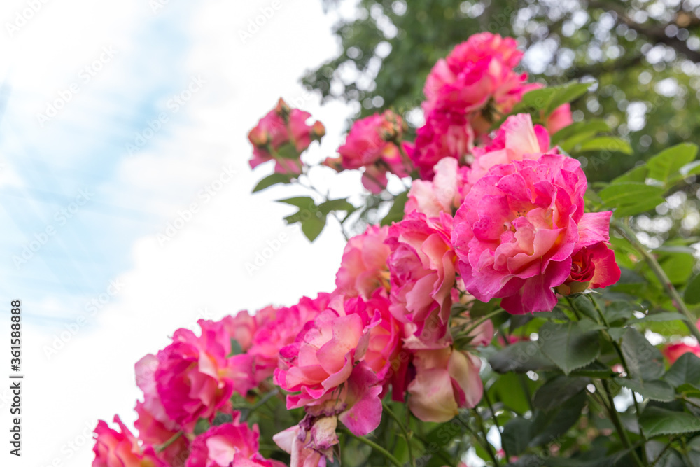 Fototapeta premium Bushes of pink roses on the right side of the horizontal frame with place for text on the left side of the frame.