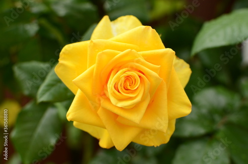 yellow rose on green background