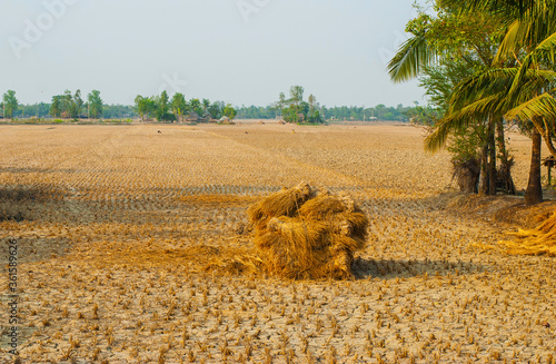 Valokuva A dry field with a haystack and palm trees near a small Indian village