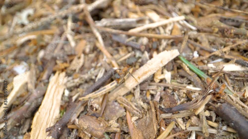 Some tiny ants on the anthill in the ground Some tiny ants on the anthill in the ground