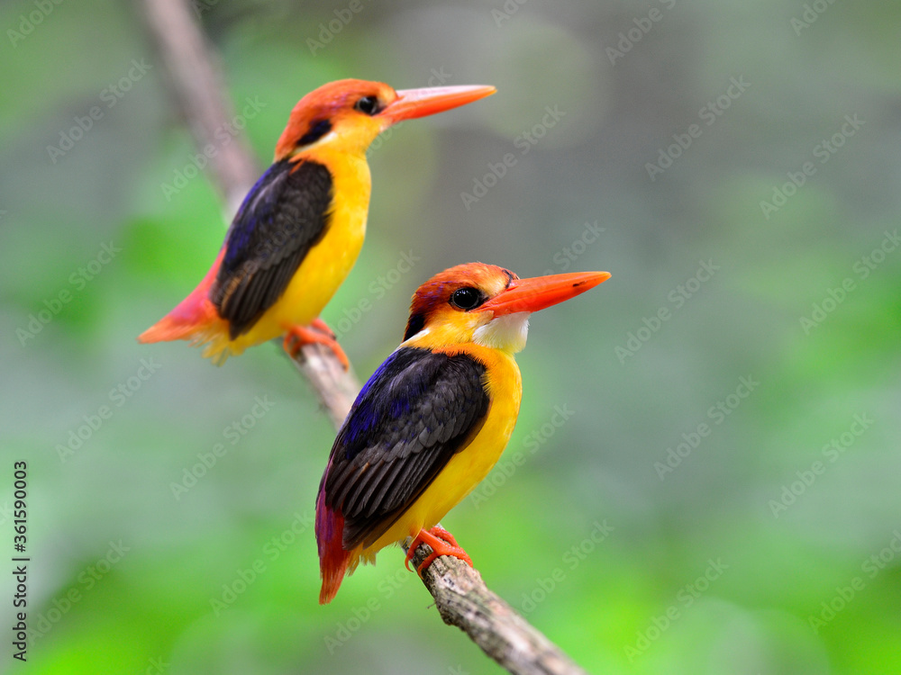 Fototapeta premium Black-backed Kingfisher, Ceyx erithacus, a tiny colorful kingfisher perching together on the same branch, bird