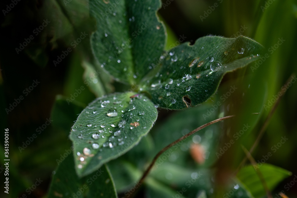 Close up view of water droplets on a green leaf Close up view of water droplets on a green leaf