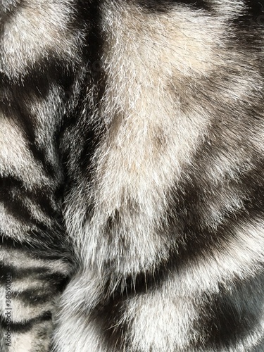 Quadro su tela Hairy of American short hair cat fur Texture white tiger fur background