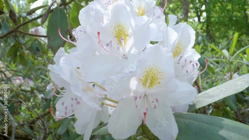 The white petals of the rhodondendron flowers photo