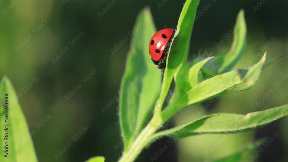 Red Ladybug sitting on green leaf in summer garden. Coccinella septempunctata or seven-spot ladybird before flight Red Ladybug sitting on green leaf in summer garden. Coccinella septempunctata or seven-spot ladybird before flight
