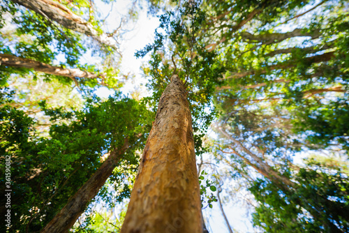 Принти на полотні Perspective view of the myrtle forest