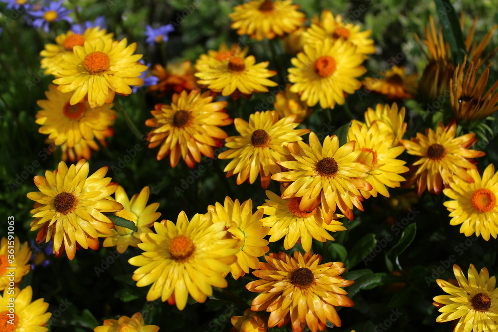 Strohblume Strohblume