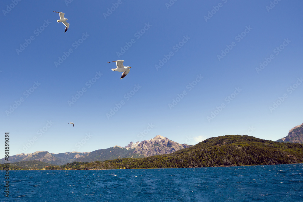 Seagulls flying over lake in cordillera de los andes Seagulls flying over lake in cordillera de los andes