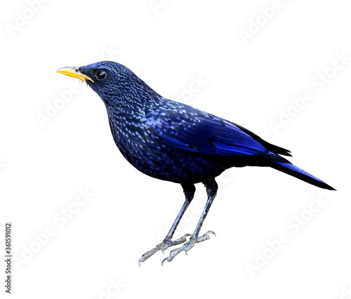 Blue-whistling Thrush (monticola solitarius) a dark blue bird isolated on white background