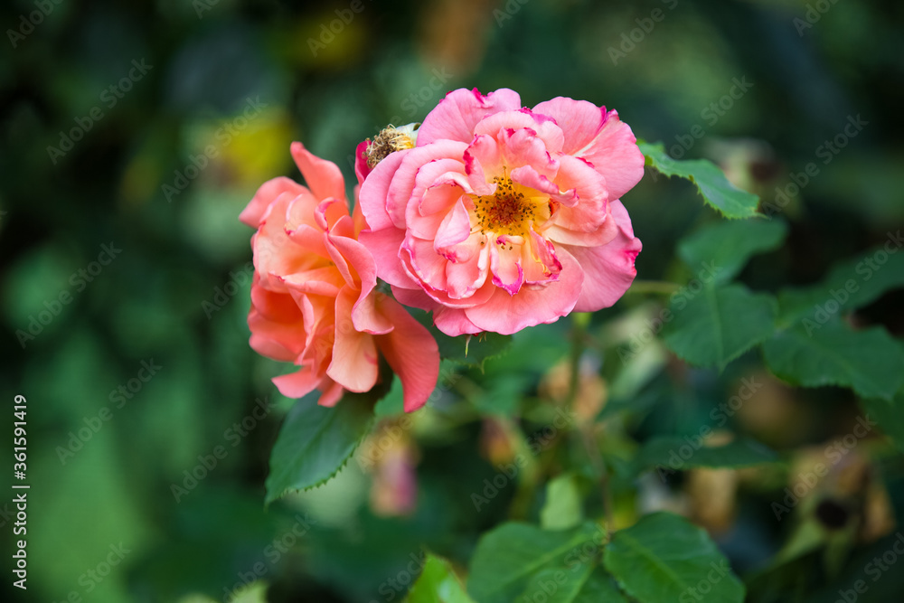 Pink roses in english garden. Romantic background