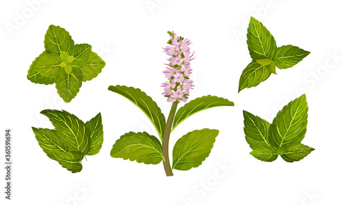 Fresh Green Mint Leaves and Blossoming Flower Vector Set