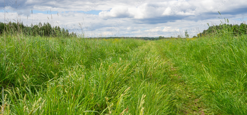 Obraz premium Beautiful rural road in green field or meadow in summer against dramatic sky. Nature background. Banner