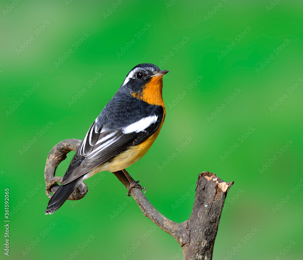 Cute handsome Mugimaki Flycatcher with very nice details on its feathers, Ficedula mugimaki, bird on green background Cute handsome Mugimaki Flycatcher with very nice details on its feathers, Ficedula mugimaki, bird on green background