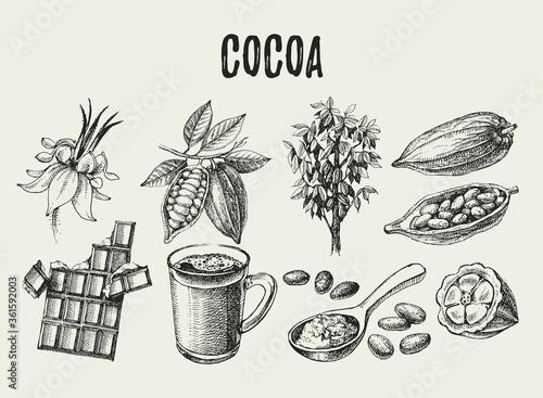 Hand drawn sketch cocoa chocolate product set. Vintage vector illustration of natural healthy food