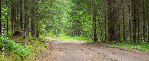 Banner of beautiful empty dirt road in green pine and spruce forest in summer. Natural background.