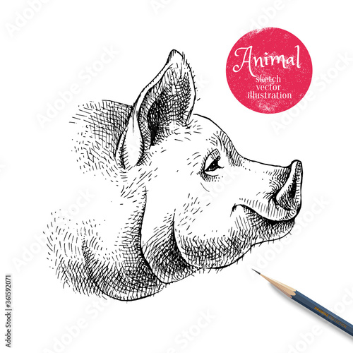 Hand drawn sketch pig head illustration. Isolated profile portrait on white background. Symbol of new year 2019