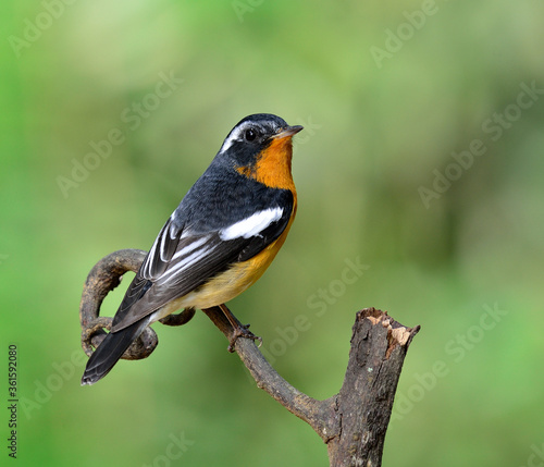 Cute handsome Mugimaki Flycatcher with very nice details on its feathers, Ficedula mugimaki, bird