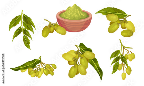 Neem Plant with Leafy Branches and Fruits Vector Set