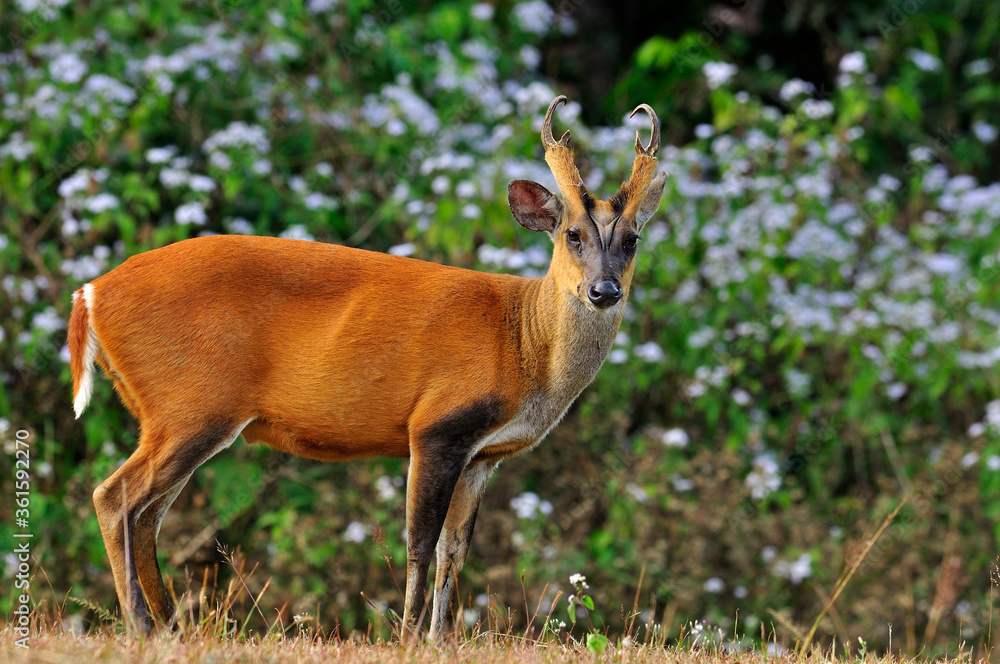 Feas Barking Deer with horn and details in the jungle environment, deer, mouse, wild animal in nature Feas Barking Deer with horn and details in the jungle environment, deer, mouse, wild animal in nature