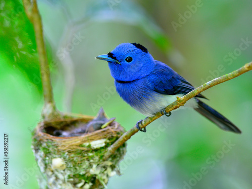 Father of Black-naped Blue Flycatcher bird guarding its chicks in the nest photo