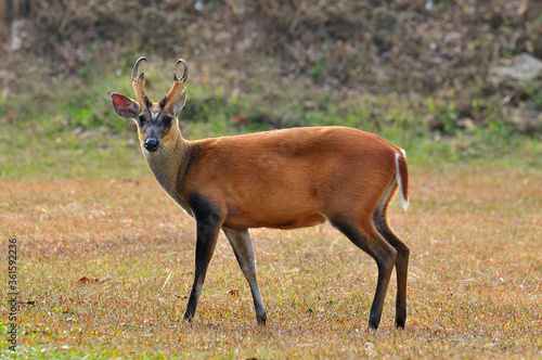 Feas Barking Deer with details in the jungle environment  deer  mouse  wild animal in nature