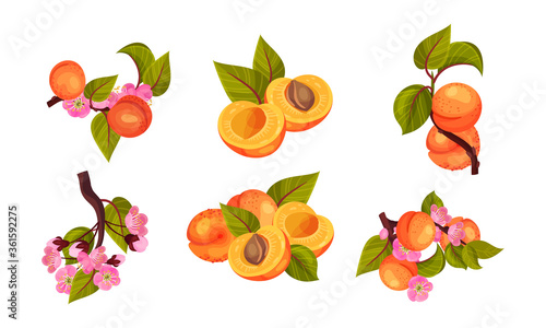 Apricot Drupe Fruit Hanging on Leafy Tree Branch and Halved Vector Set