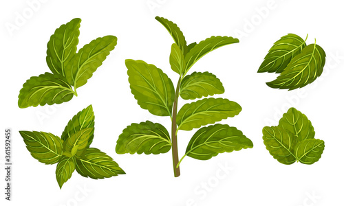 Fresh Green Mint Leaves Isolated on White Background Vector Set