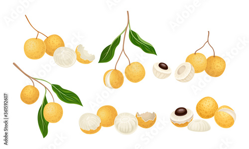 Fototapeta Naklejka Na Ścianę i Meble -  Longan Exotic Circular Fruit with Tan Peel and Translucent Flesh Vector Set