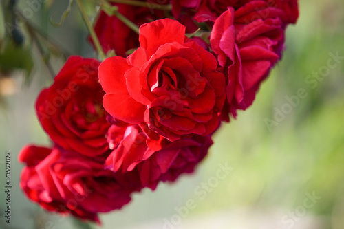 Romantic red roses bloom background