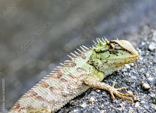 Green crested lizard or Boulenger Long headed Lizard (Pseudocalotes microlepis) lying on the floor photo