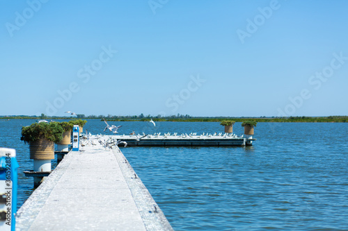 Fototapeta Naklejka Na Ścianę i Meble -  Pier on the river bank. A large flock of seagulls. Summer day.