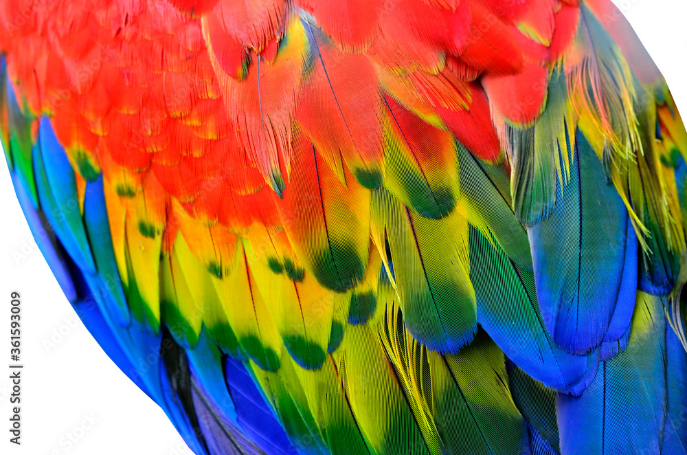 Obraz premium Green-winged macaw, red and blue macaw, scarlet macaw, feathers