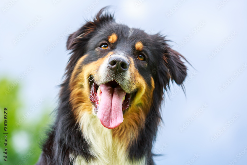 Colorful portrait of an Australian Shepherd dog