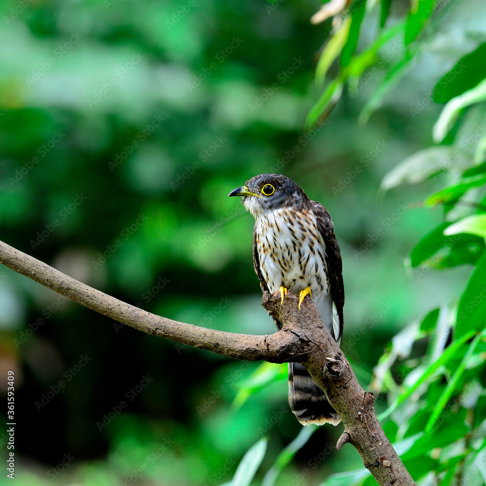 Hodgson's cuckoo bird perching on the branch with green environment Hodgson's cuckoo bird perching on the branch with green environment