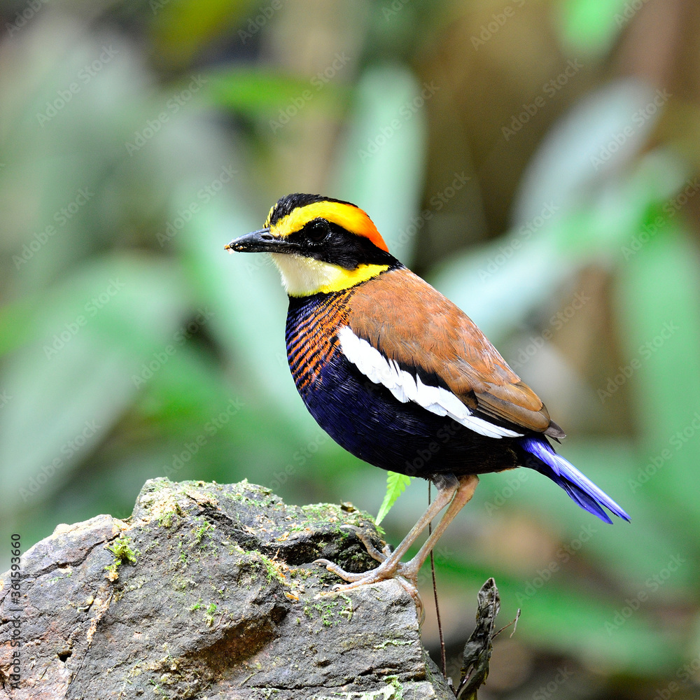 Fototapeta premium Male of Banded Pitta (Pitta guajana) bird standing on the rock