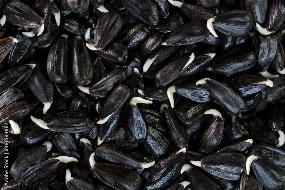 Germinated Sunflower Seeds. Healthy nutrition. High in vitamins and antioxidants.  Background.