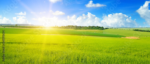 Green field, sun and sun on blue sky. Wide photo. © alinamd
