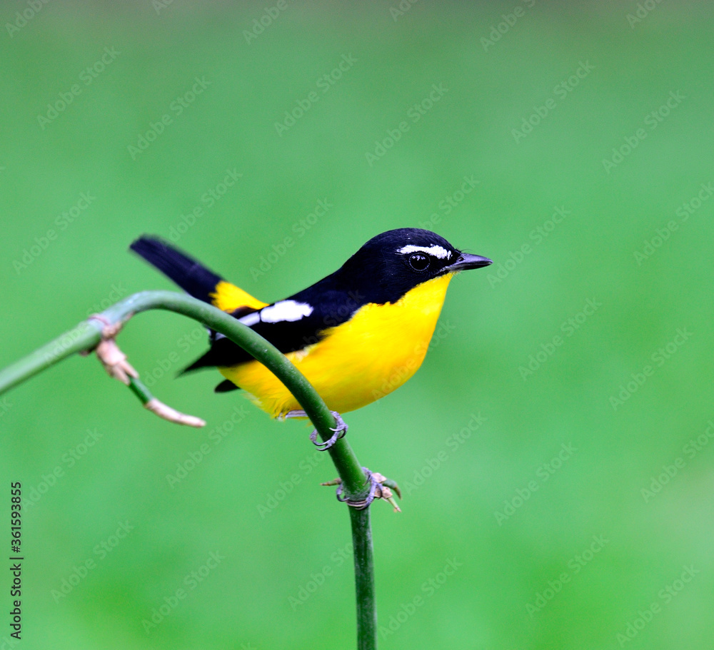 Male of Yellow-rumped flycatcher bird (ficedula zathopygia) with nice tail up Male of Yellow-rumped flycatcher bird (ficedula zathopygia) with nice tail up