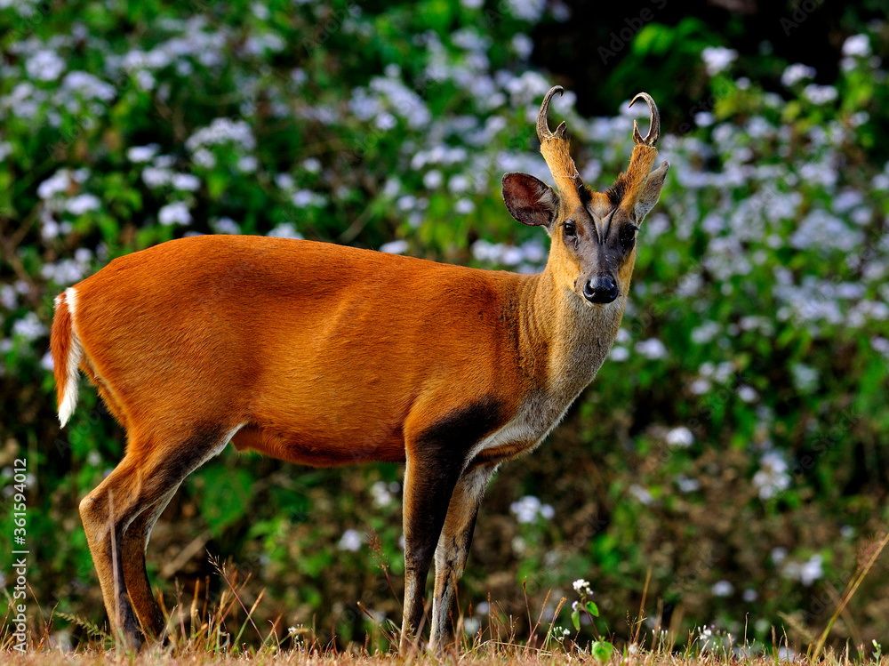 Muntiacus muntjak or fea's barking deer or so called fea's muntjac with white flowers in backgound Muntiacus muntjak or fea's barking deer or so called fea's muntjac with white flowers in backgound