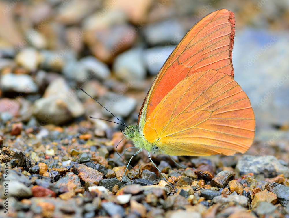 Obraz premium Orange Albatross Butterfly (Appias nero figulina) in nature